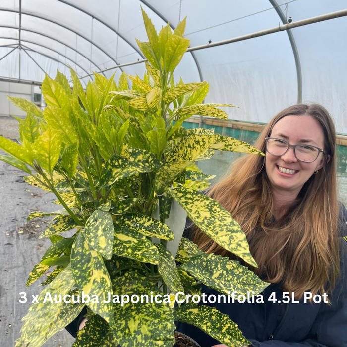 12 x Hardy Shrub Plants Border Pack