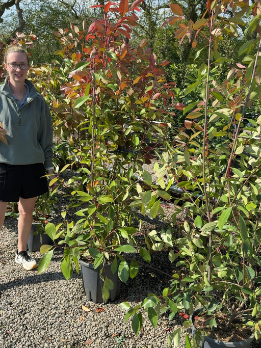Photinia Red Robin 18 Litre Pot