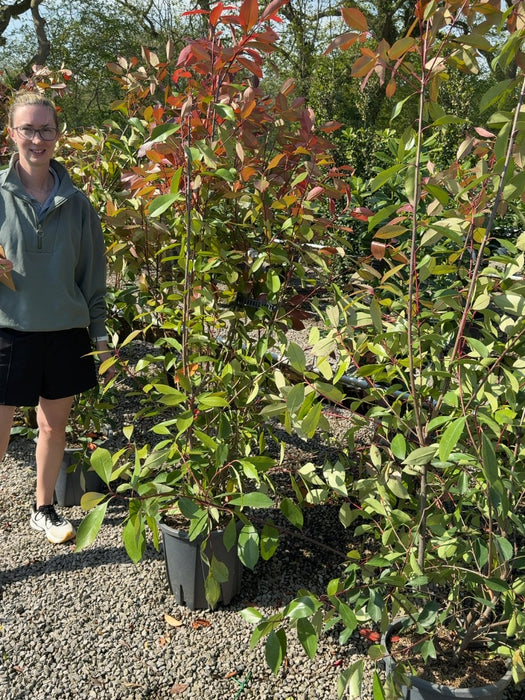 Photinia Red Robin 18 Litre Pot