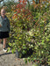 Photinia Red Robin 18 Litre Pot
