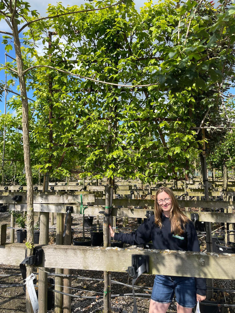 Carpinus Betulus Pleached Std 150 Stem With 150x150 Frame