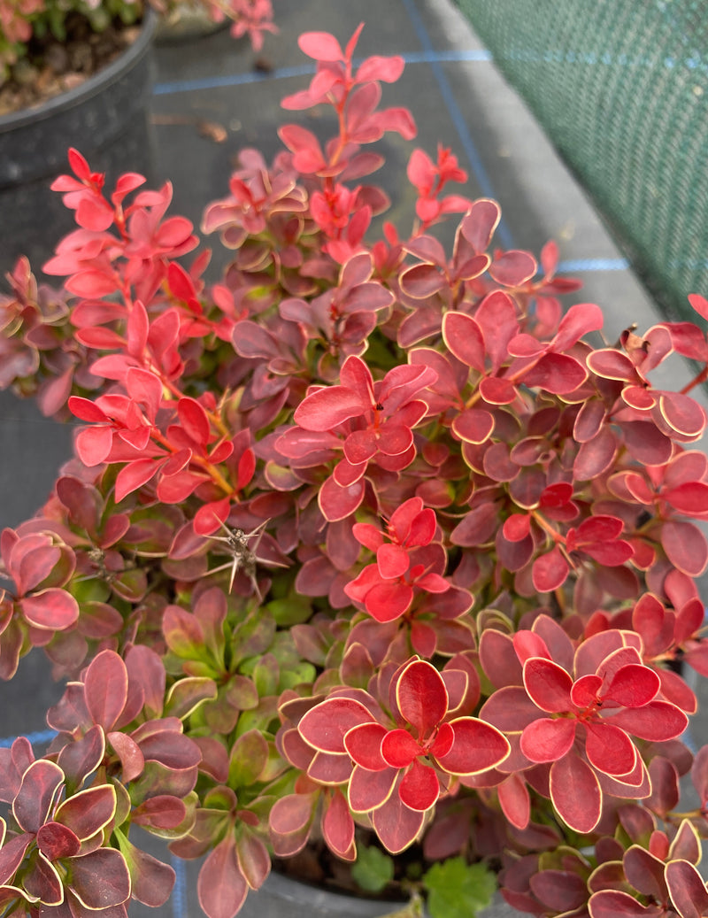 Berberis Admiration 2 Litre Pot