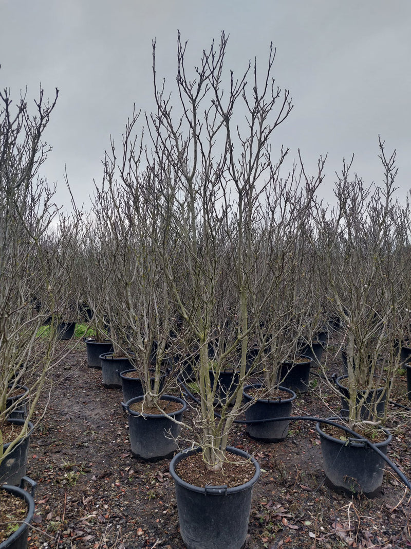 Magnolia Susan 50 Litre Pot 175-200cm