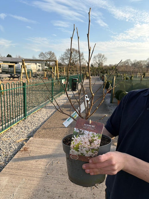Magnolia Stellata 4 Litre Pot 40/60cm