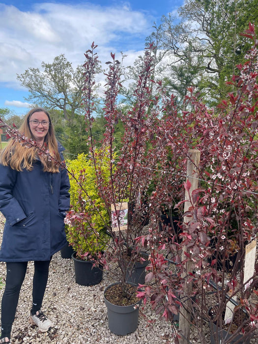 Prunus Cistena 12 Litre Pot 100/125cm