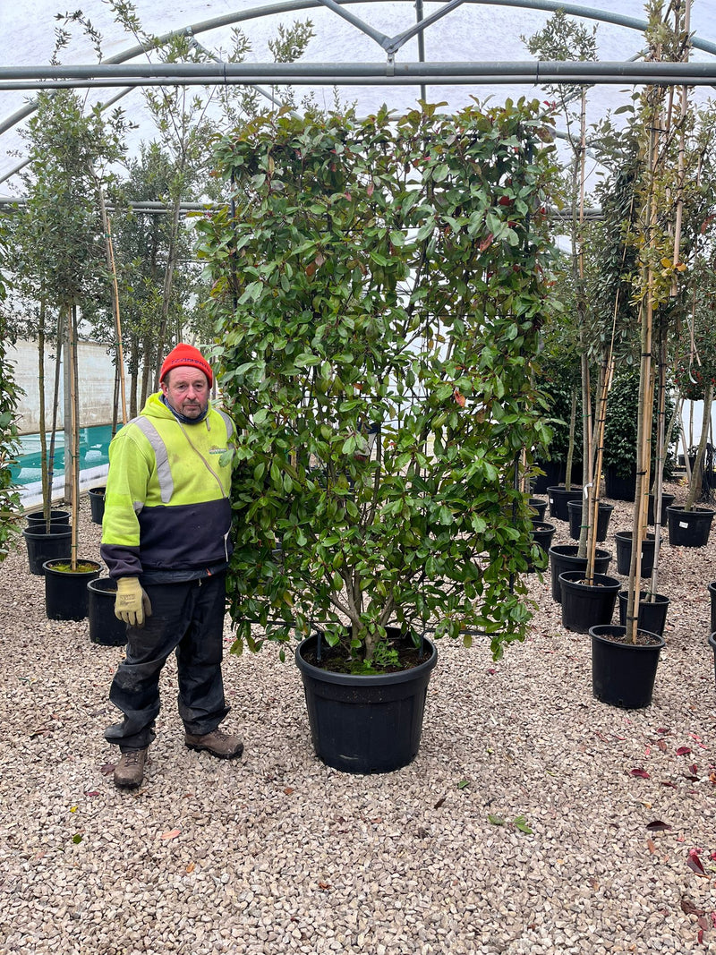 Photinia Red Robin Pleached Wall Frame 90 Litre Pot 200cm H x 120cm W