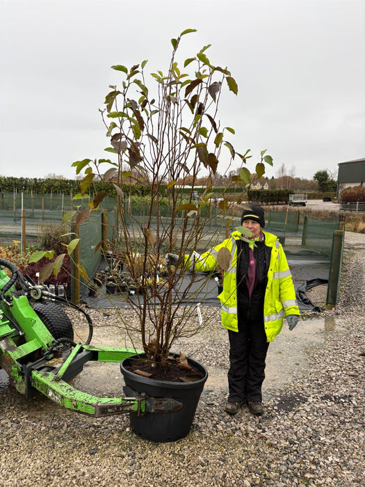 Magnolia Soulangeana 175/200cm Specimen Sized Root Ball