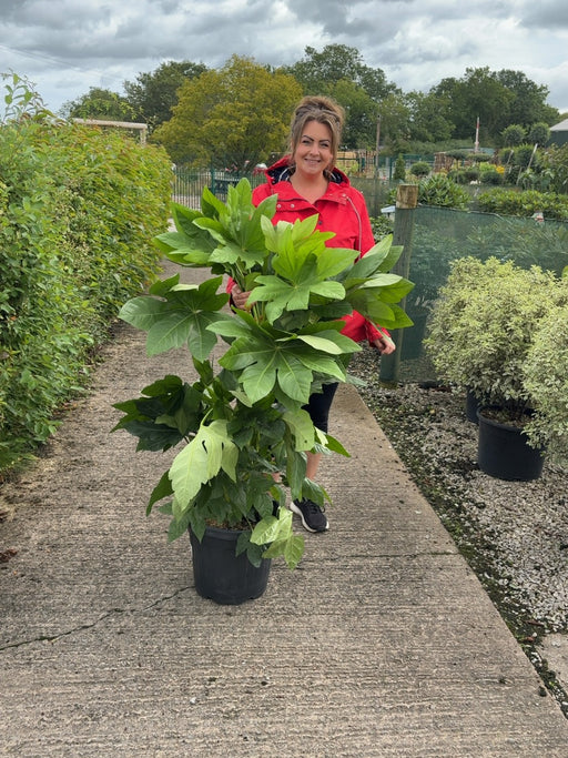 Fatsia Japonica 18 Litre Pot