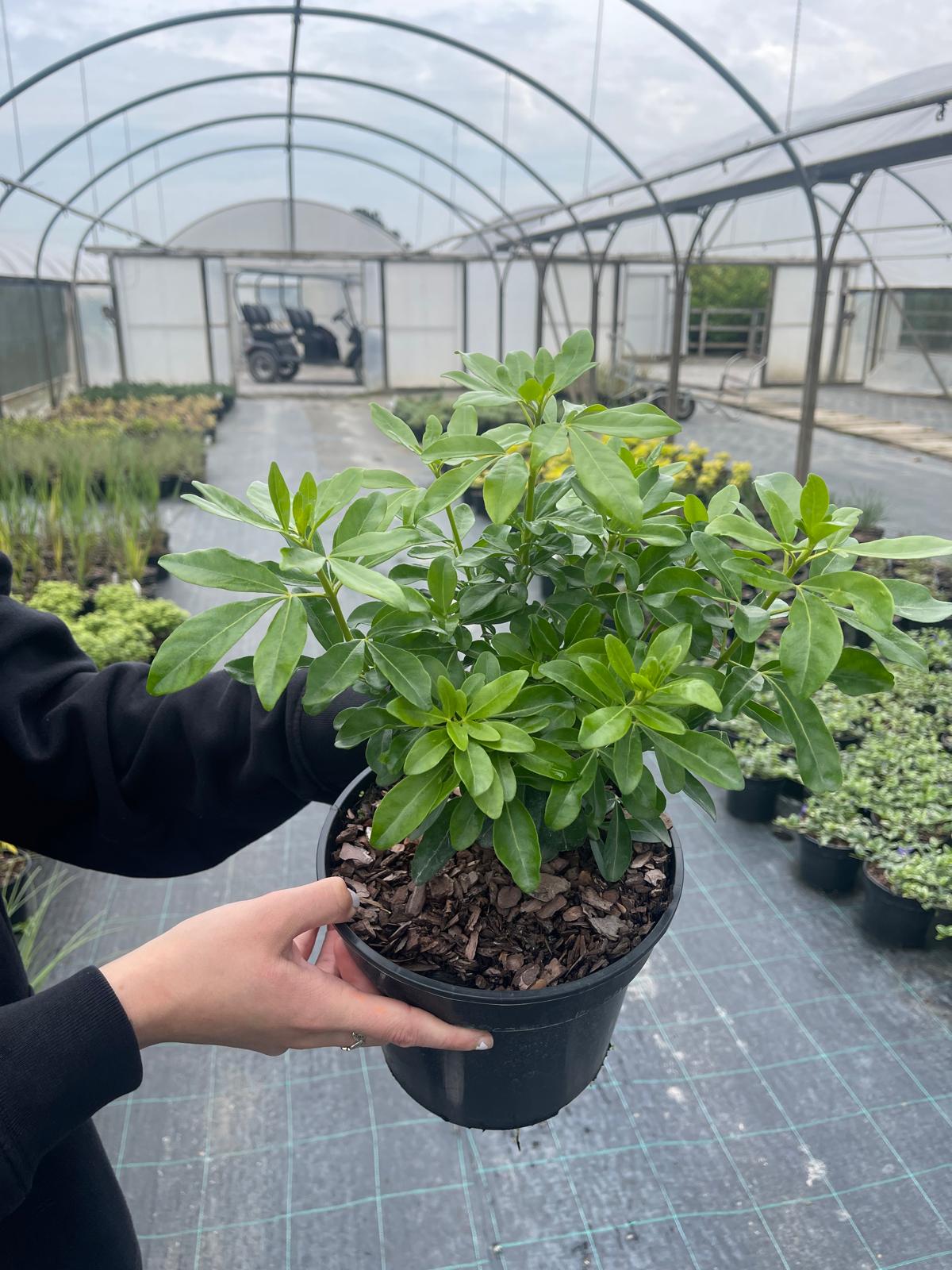 Choisya ternata 2 Litre Pot