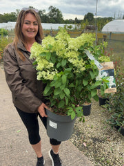 Hydrangea Paniculata Bobo 12 Litre Pot 60/80cm