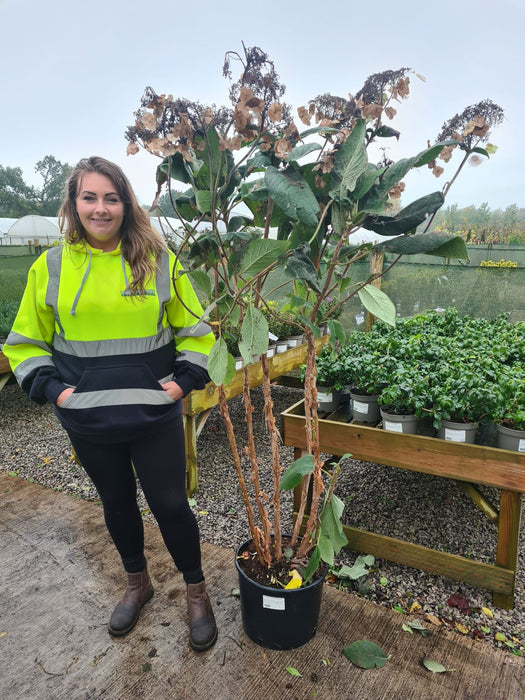 Hydrangea Aspera Macrophylla 20 Litre Pot 160cm