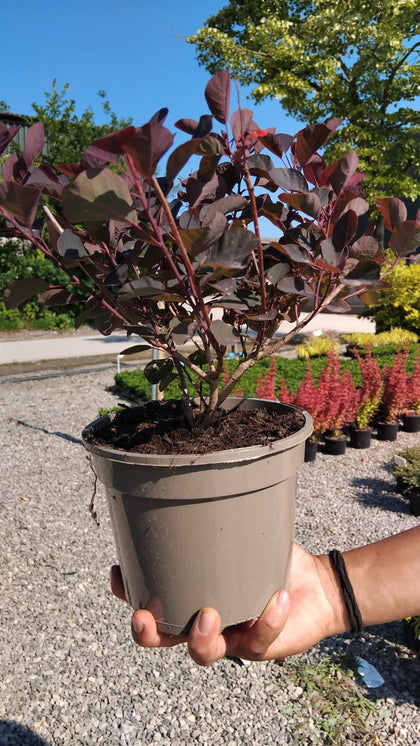Cotinus cog. Dusky Maiden 2 Litre Pot