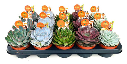 Echeveria 10.5 cm Mix
