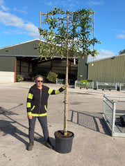 Prunus lusitanica Brenelia Pleached 45 Litre Pot 180 Stem Frame 120x100cm