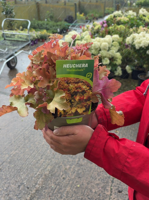 Heuchera Marmalade 2 Litre Pot