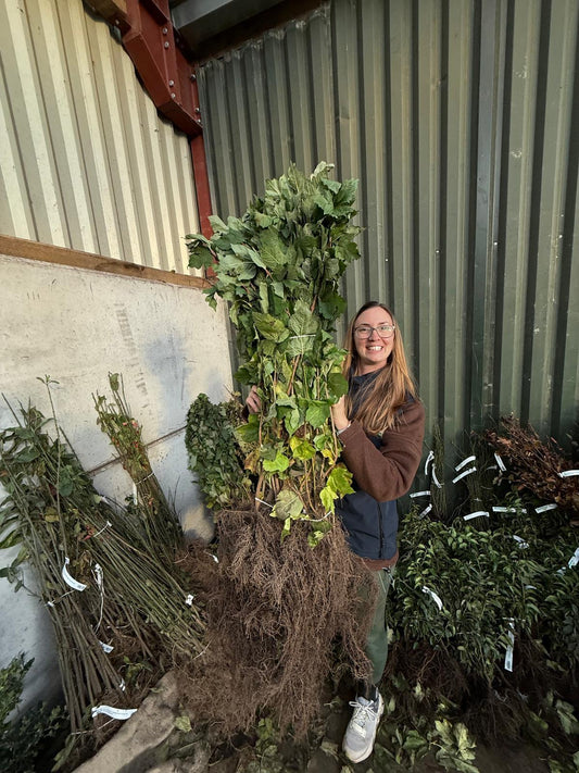 Guelder Rose Hedging Bare Root 60-100 cm Delivery from November
