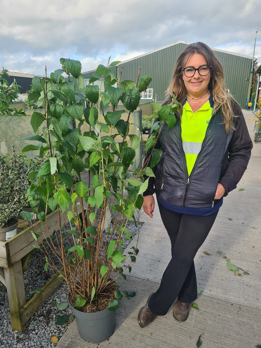 Philadelphus Virginal 10 Litre Pot 100/125cm