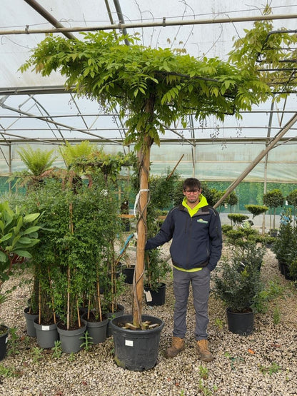 Wisteria Sinensis Pleached Roof 65 Litre Pot