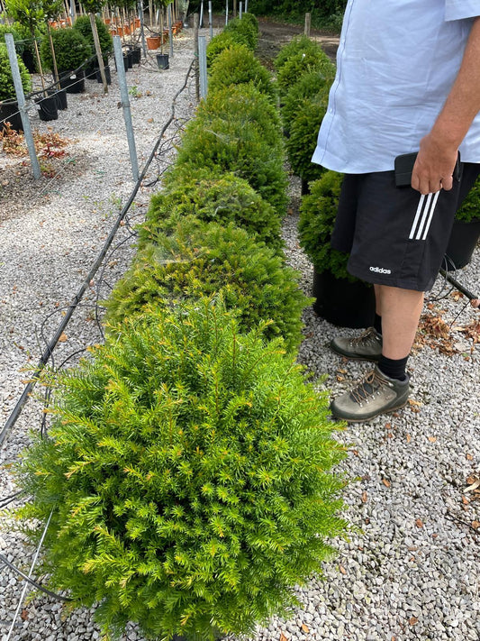 Yew Ball Taxus Baccata 50-55cm