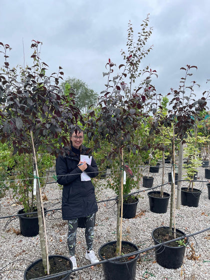 Malus Royalty Half Standard 30 Litre Pot