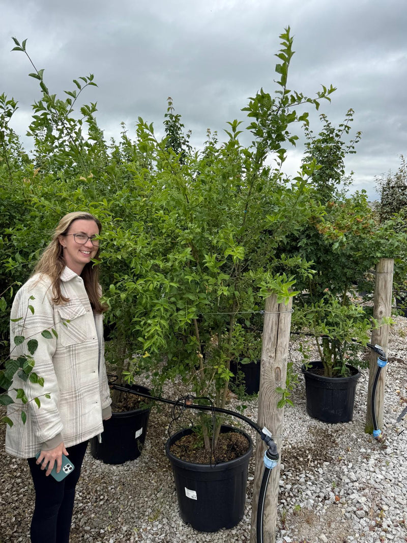 Euonymus Europaeus Multi Stem 150/175cm