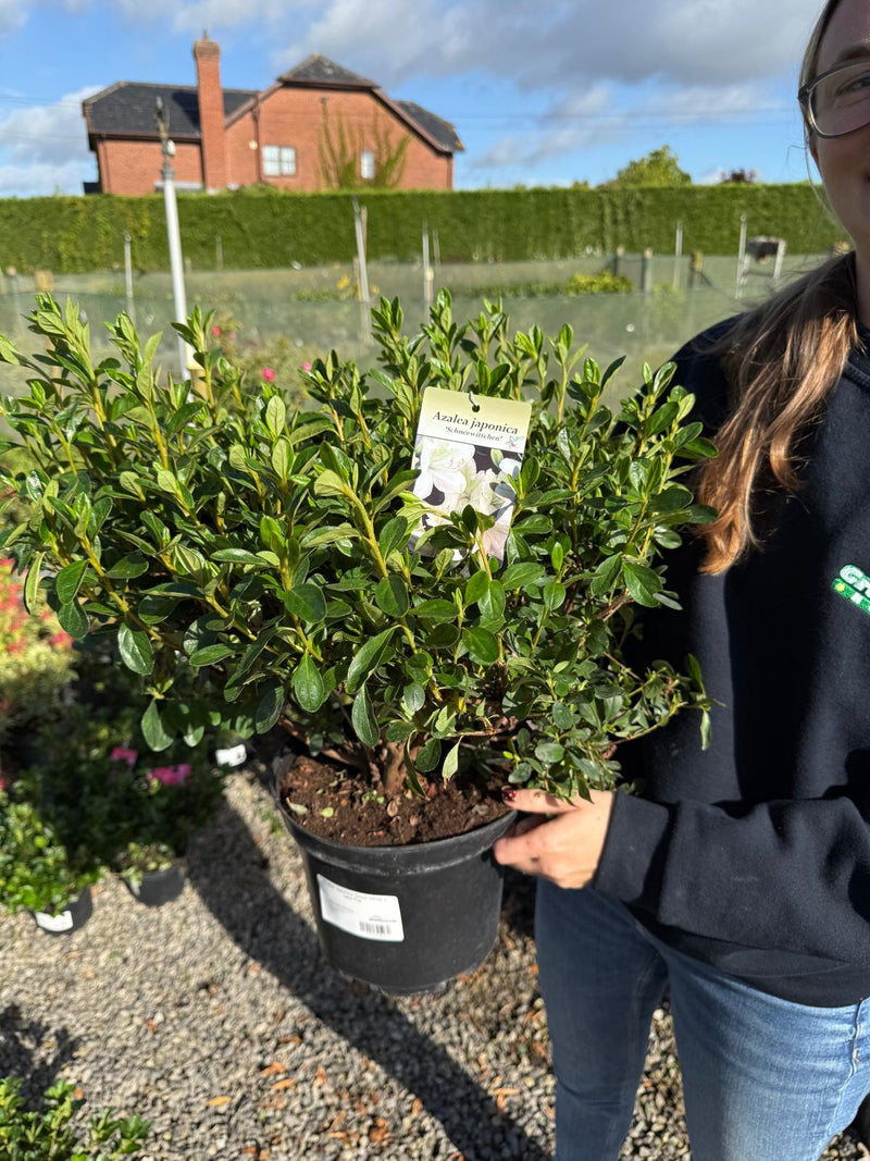 Azalea Japonica Snow White 5 Litre Pot