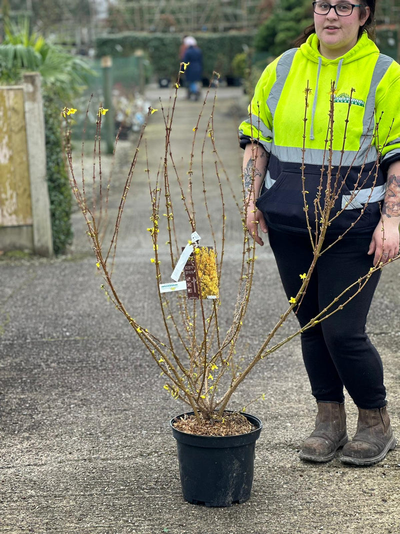 Forsythia intermedia Week End 10 Litre Pot
