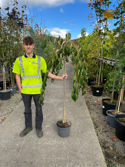 Prunus Kiku Shidare Zakura Half Standard 10 Litre Pot