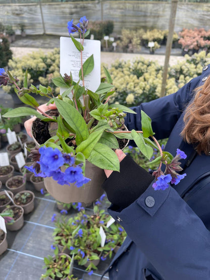Pulmonaria Blue Ensign 2 Litre Pot