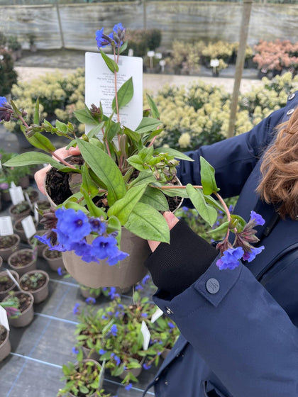 Pulmonaria Blue Ensign 2 Litre Pot