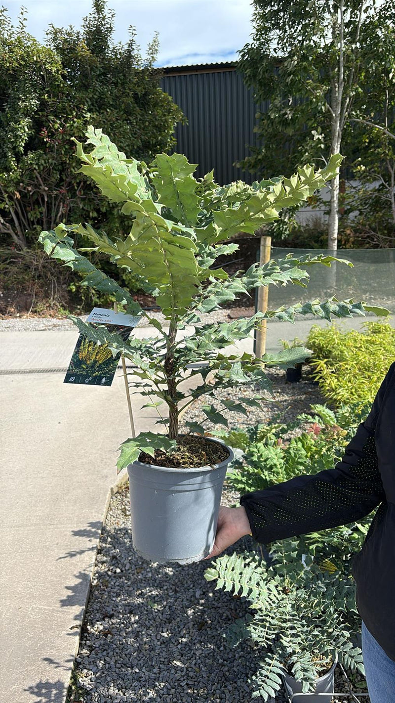Mahonia media Winter Sun 4.5 Litre Pot