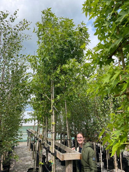 Liquidambar Styraciflua 'Stared' 10/12cm Girth 50 Litre Pot