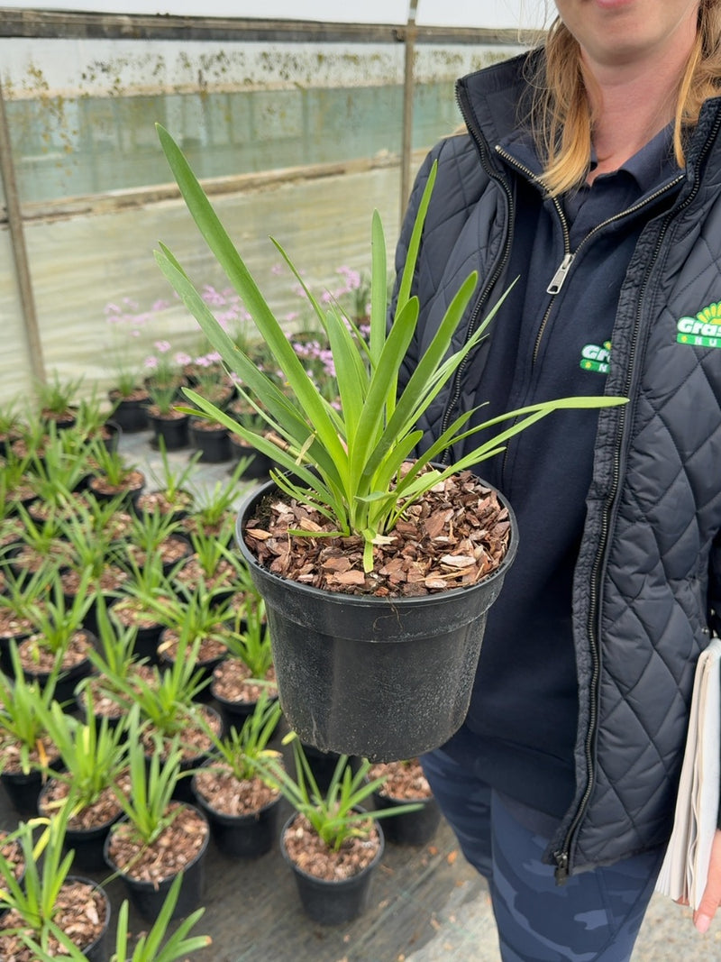 Agapanthus Africanus Bleu 3 Litre Pot
