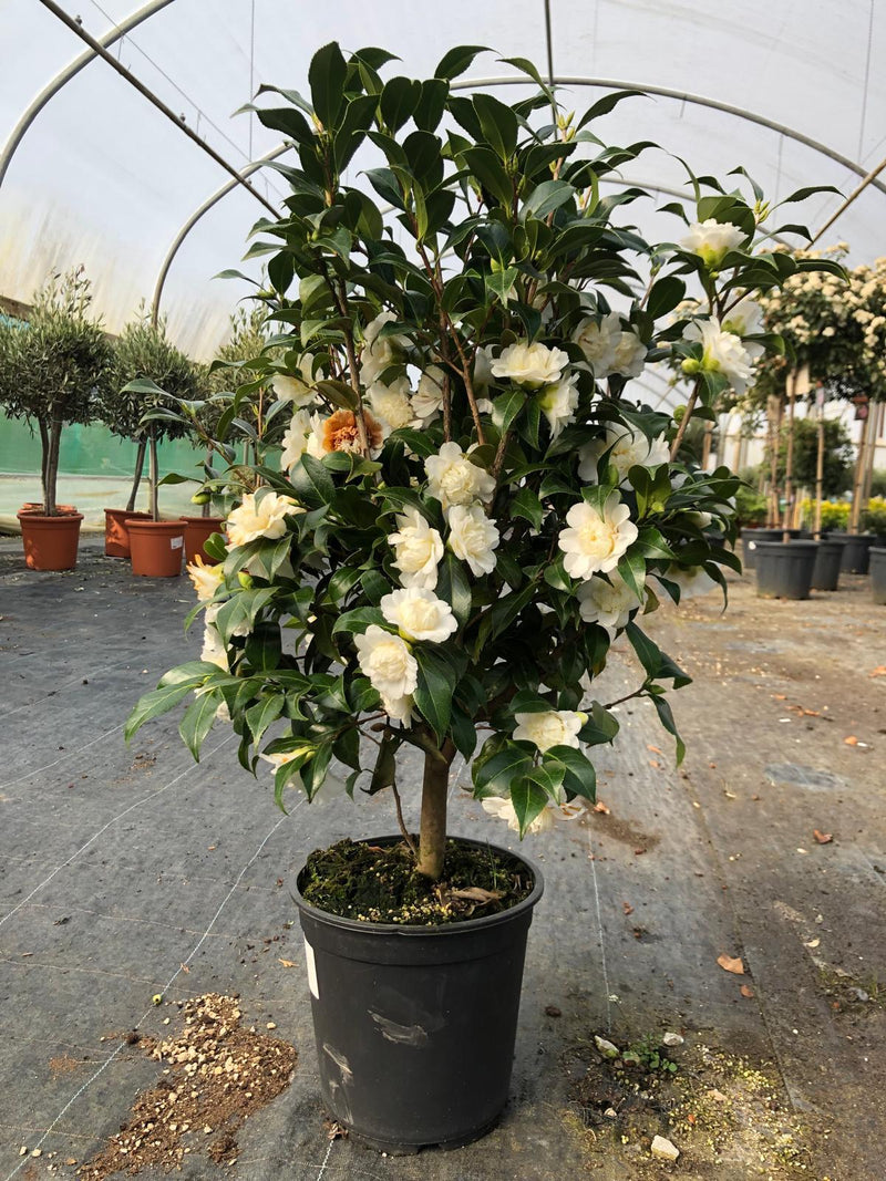 Camellia Jap. Blanca 7 Litre Pot