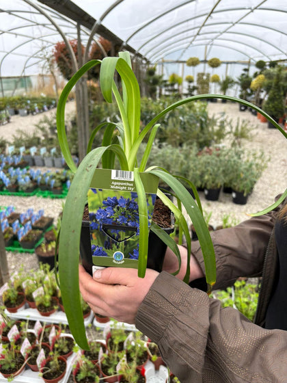 Agapanthus Midnight Sky 2 Litre Pot