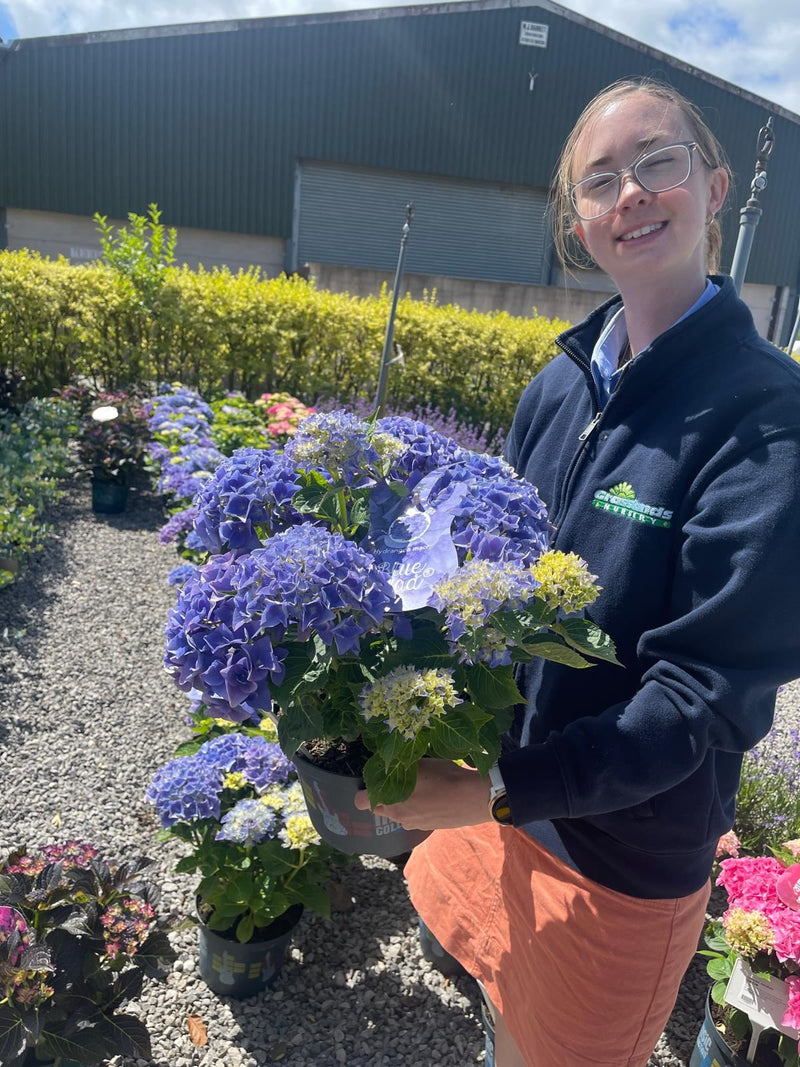 Hydrangea Mac. Blue Ballard 5 Litre Pot