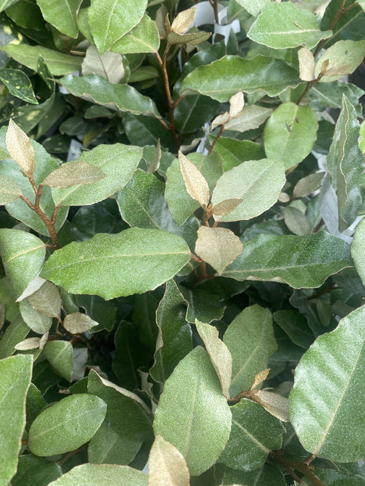 Elaeagnus x Ebbingei Compacta 2 Litre Pot