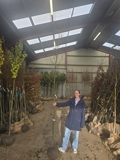 Alnus glutinosa Imperialis 8/10cm Girth Root ball