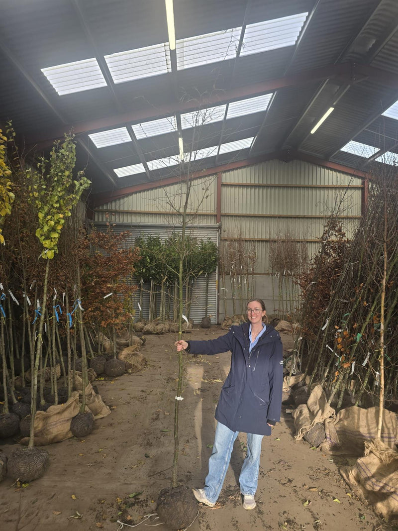 Alnus glutinosa Imperialis 8/10cm Girth