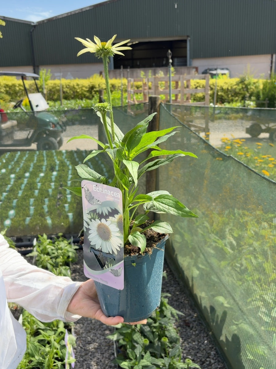Echinacea Sombrero White 2 Litre Pot