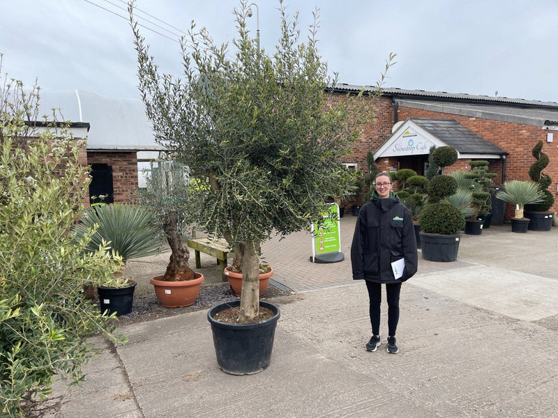 Olive Tree 130 Litre Pot Heavy Tree Shape