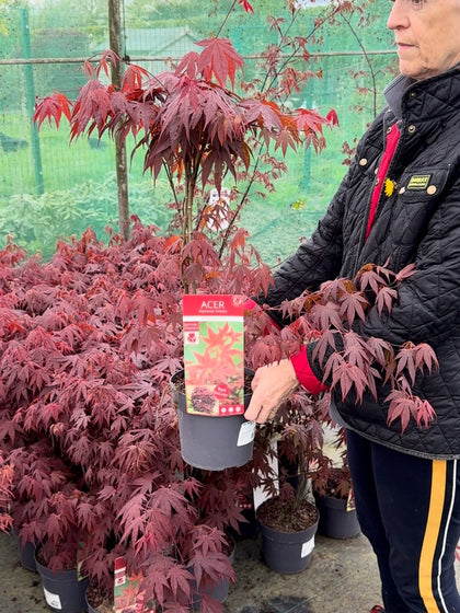 Acer Palmatum Atropurpureum 3 Litre Pot
