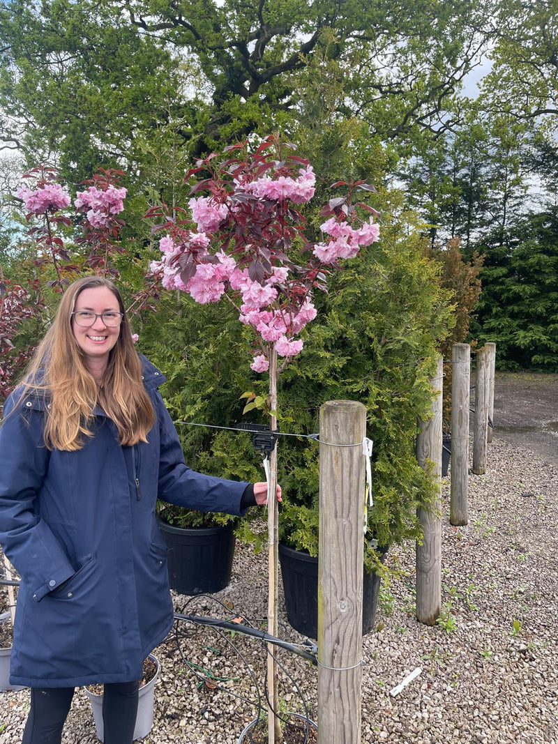 Prunus ser. Royal Burgundy Half Std 25 Litre Pot