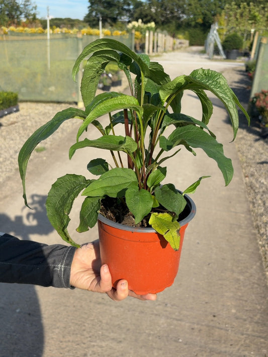 Echinacea Purpurea Magnus 2 Litre Pot