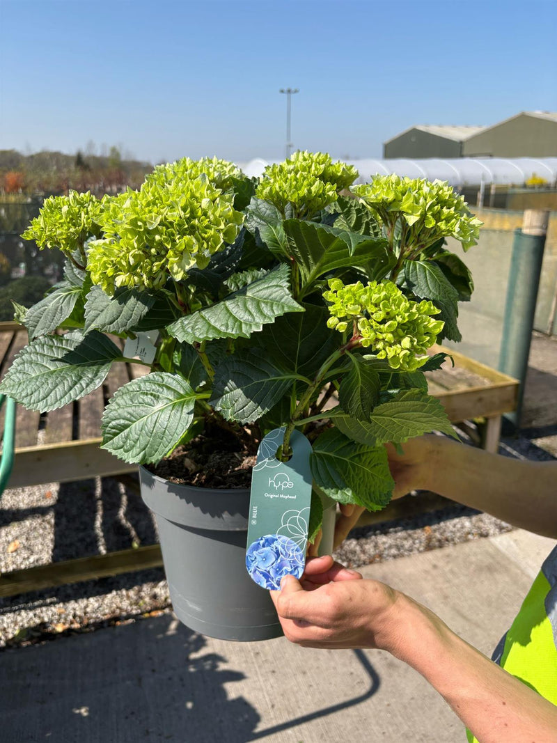 Hydrangea Mac Blue Ball 3 Litre Pot