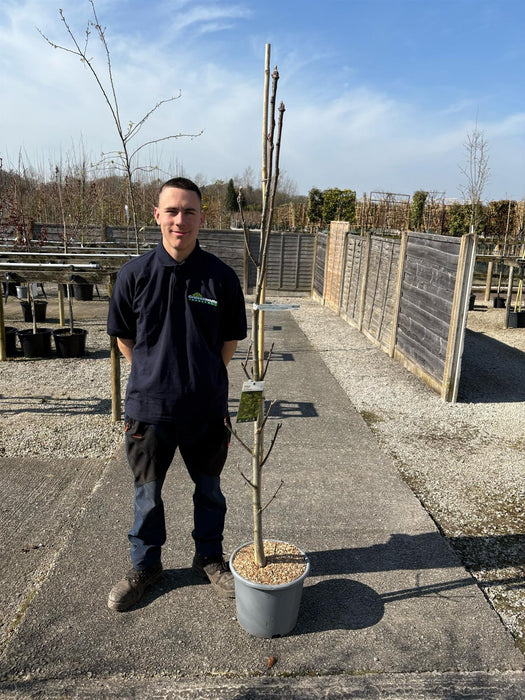 Sorbus Aucu. Fastigiata 15 Litre Pot