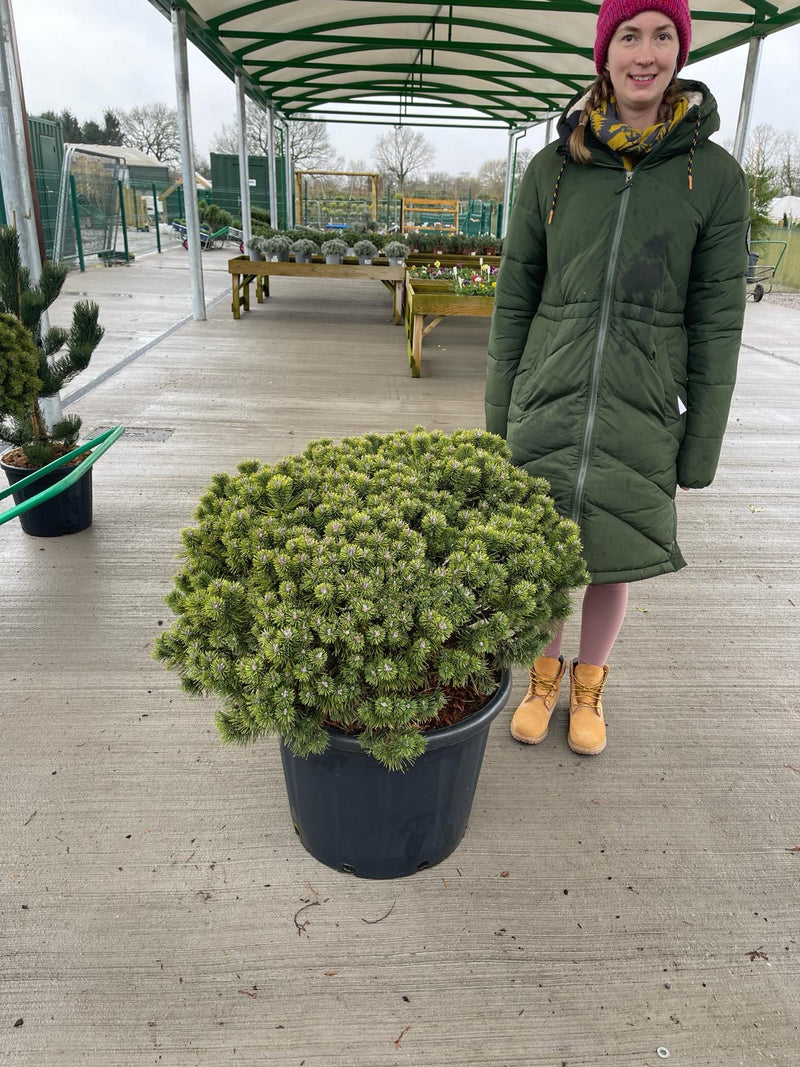 Pinus Mugo Mops 65 Litre Pot