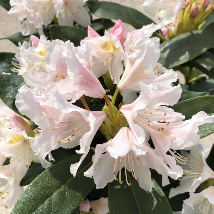 Rhododendron dauric. April Snow 2.5 Litre Pot Delivery March