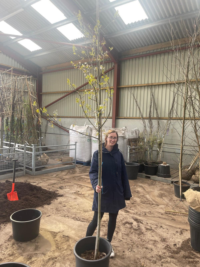 Amelanchier Robin Hill Std 6/8cm Girth Pot Growing Ready-Pre-Order June