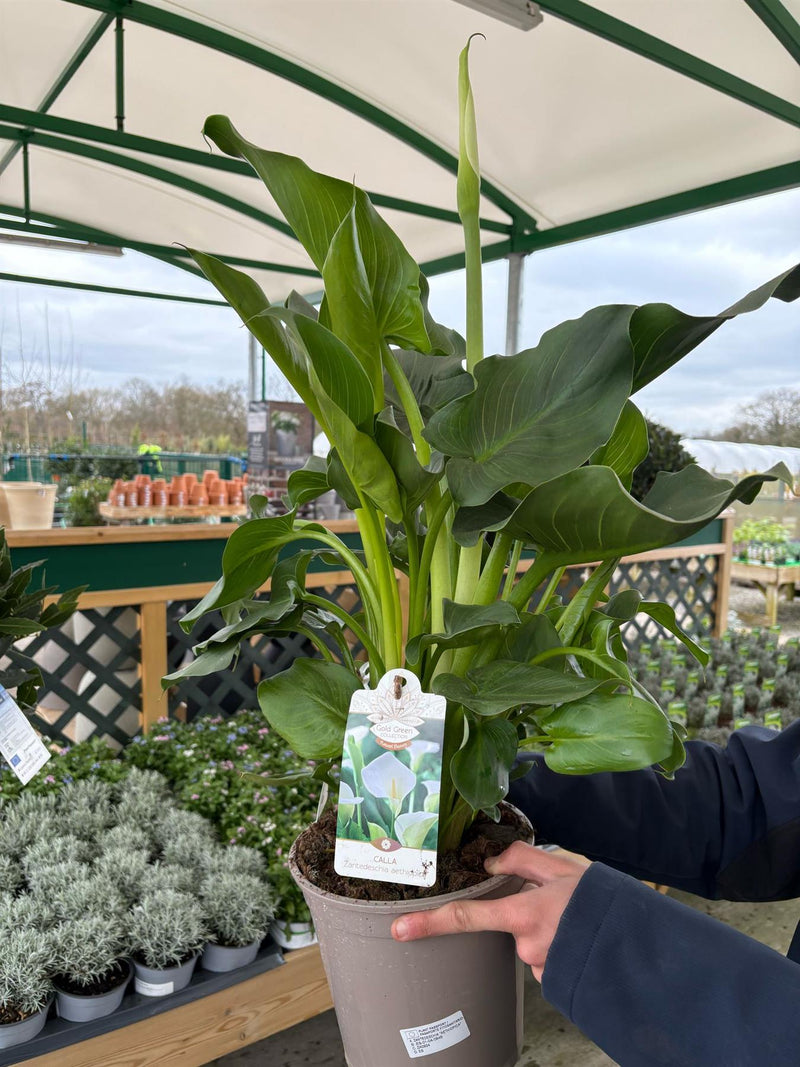 Zantedeschia Authiopica 4 Litre Pot — Grasslands Nursery